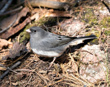 Saman ve yosun kayaları üzerinde duran Junco kuşu, gri tüy tüyünü, başını, gözünü, gagasını, ayaklarını, çevresini ve yaşam alanını bulanık bir şekilde gösteriyor..