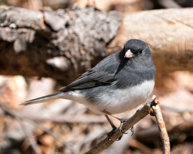 Junco kuşu, gri tüy tüyünü, baş, göz, gaga, ayak, çevresini ve yaşam alanını bulanık gösteren bir dalın üzerine tünemişti. Görüntü. Görüntü. Portre.