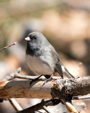Junco kuşu, gri tüy tüyünü, baş, göz, gaga, ayak, çevresini ve yaşam alanını bulanık gösteren bir dalın üzerine tünemişti. Görüntü. Görüntü. Portre.