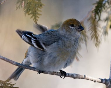 Pine Grosgaga dişisinin yakın plan profil görüntüsü. Çevresinde bulanık bir arka plan ve açık kanatlar sergiliyor. Görüntü. Görüntü. Portre. Grosgaga Stok Fotoğrafı.