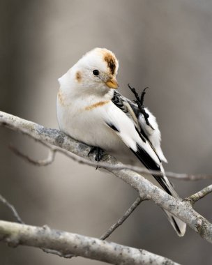 Bunting kuş yakın görüş, bir ağaç dalı üzerine tünemiş çevre bulanık bir arka plan ve kanatlarını temizleme habitat. Görüntü. Kar kiraz kuşu resmi. Görüntü. Portre.