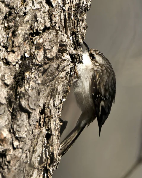 Hnědý Creeper Pták Zblízka Kmeni Stromu Hledá Hmyz Jeho Okolí — Stock fotografie