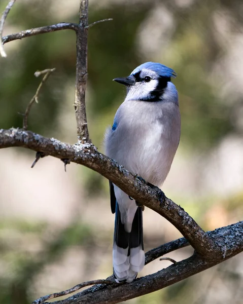 Blue Jay Bird Close Profile View Perched Blur Background Displaying — Stock Photo, Image