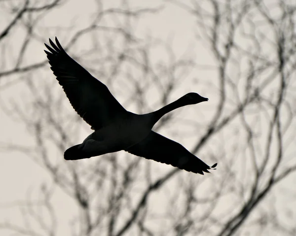 Flying Bird Silhouette with blur background for art products, tattoos and more. Abstract Picture.