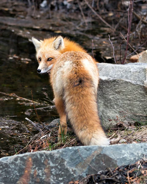 Red Fox Close Visão Traseira Olhando Para Câmera Temporada Primavera — Fotografia de Stock