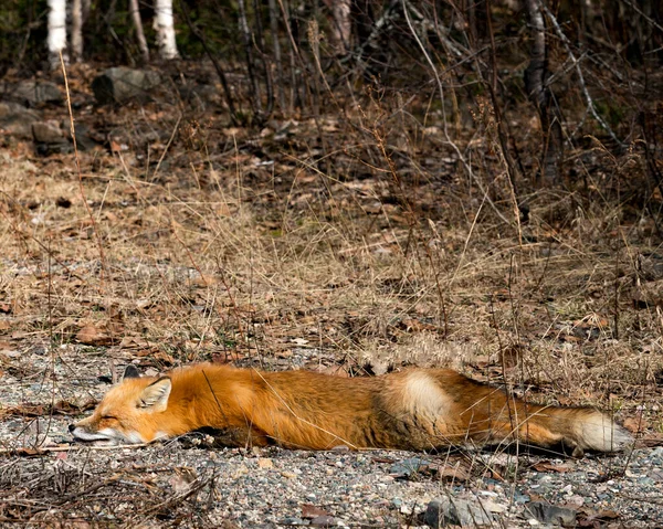 Red Fox Close Profile Taking Snooze Spring Season Blur Forest — Stock Photo, Image