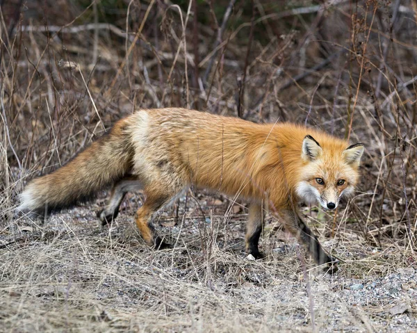 Red Fox Вид Сбоку Кормясь Поле Размытой Весенней Листвы Фона — стоковое фото