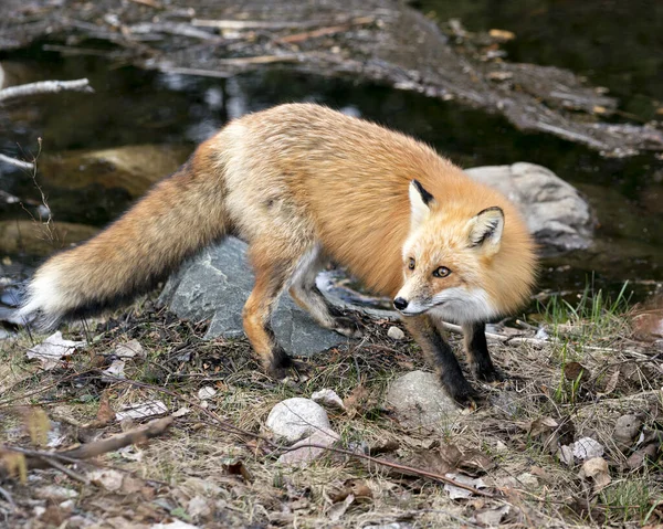 Red Fox Vista Primer Plano Del Perfil Por Agua Temporada — Foto de Stock