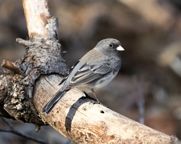 Junco Pássaro Fêmea Empoleirado Galho Árvore Com Fundo Borrão Seu — Fotografia de Stock