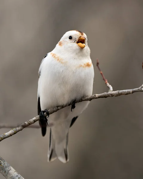 Bunting Kuş Yakın Görüş Bir Ağaç Dalı Üzerine Tünemiş Çevre — Stok fotoğraf