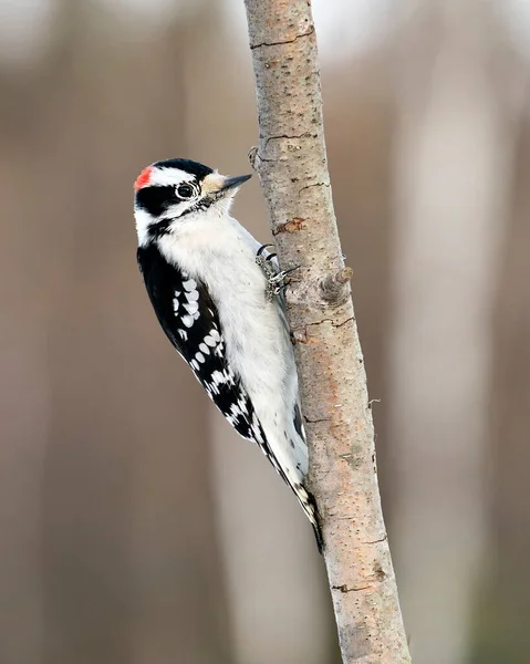 Vue Profil Rapprochée Pic Bois Mâle Grimpant Une Branche Arbre — Photo