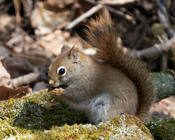 Eichhörnchen Nahaufnahme Profil Ansicht Sitzt Auf Einem Moosstumpf Wald Zeigt — Stockfoto