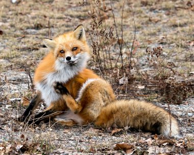 Kızıl Tilki, çevresindeki bulanık bahar yeşillik arka planına ve tüylü kuyruğunu gösteren doğal yaşam alanına sahip kameraya yakından bakıyor. Fox Image 'da. Görüntü. Portre.
