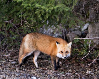Kızıl Tilki, bahar mevsiminde çevre ve habitatında kozalaklı ağaçlar ve kaya arka planıyla kameraya yakından bakıyor. Fox Image 'da. Görüntü. Portre.