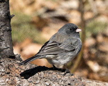 Junco kuşu, gri tüy tüyünü, başını, gözünü, gagasını, ayaklarını, çevresini ve yaşam alanını bulanık gösteren bir dala tünemişti..