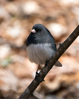 Junco kuşu, gri tüy tüyünü, baş, göz, gaga, ayak, çevresini ve yaşam alanını bulanık gösteren bir dalın üzerine tünemişti. Görüntü. Görüntü. Portre.