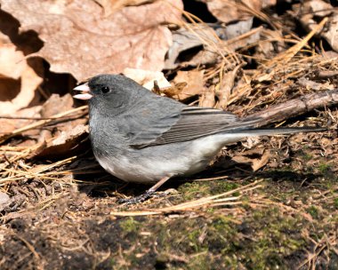 Bulanık bir geçmişi olan yosun kayasının üzerinde duran ve ormandaki yaşam alanının ve çevrenin tadını çıkaran Junco kuşu..