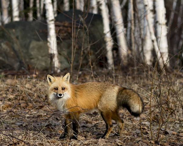 Red Fox Close Profilo Vista Laterale Guardando Fotocamera Nella Stagione — Foto Stock