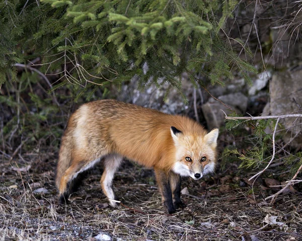 Red Fox Cerca Mirando Cámara Temporada Primavera Con Árboles Coníferas — Foto de Stock