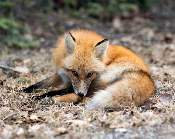 Red Fox Cerca Mirando Cámara Temporada Primavera Con Fondo Bosque — Foto de Stock