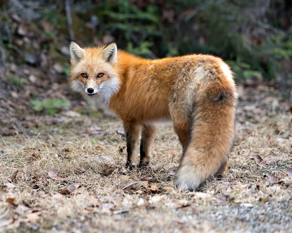 Red Fox close-up side view, looking at camera in the spring season with blur background in its environment and habitat displaying bushy tail, fur. Fox Image. Picture. Portrait.