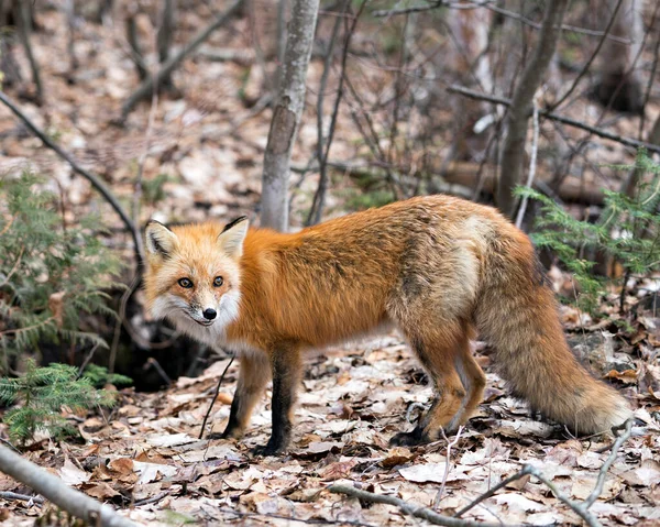 Red Fox Close Zijaanzicht Het Voorjaar Met Wazig Bos Achtergrond — Stockfoto