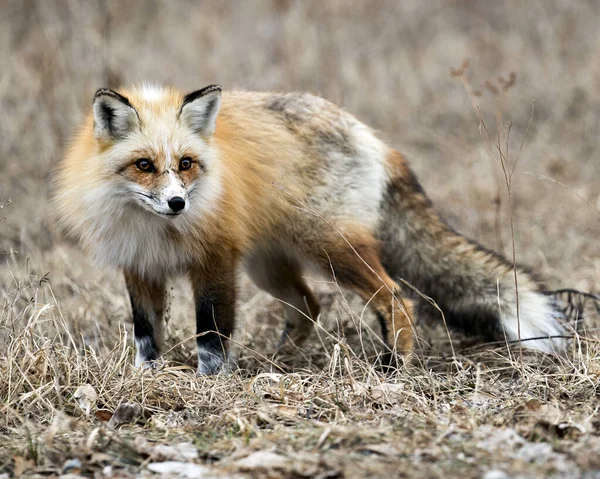 Red Einzigartige Fuchs Nahaufnahme Die Kamera Der Frühjahrssaison Seiner Umgebung — Stockfoto