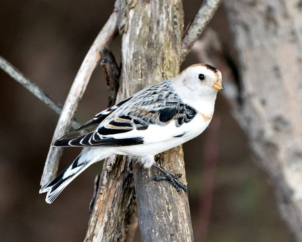 Snow bunting bird close-up view, perched on a tree branch with a blur background in its environment and habitat. Bunting bird Image. Picture. Portrait.