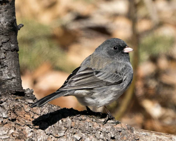 Junco Bird Perched Branch Displaying Grey Feather Plumage Head Eye Royalty Free Stock Images