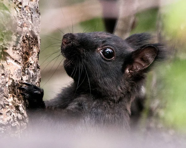 Squirrel head close-up side view, climbing a tree with a blur background in its environment and habitat and displaying black fur, black eye, mouth, ears, paws. Image. Picture. Portrait.