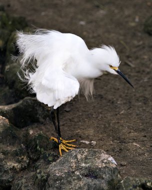 Karlı Egret yakından profil görüntüsü su kıyısında kaya ve yosunlu, beyaz tüyleri, başı, gagası, gözü, tüylü tüyleri, çevresindeki sarı ayakları ve yaşam alanını gösteriyor..