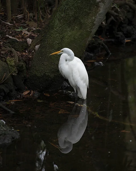 Grote Witte Zilverreiger Het Water Met Een Reflectie Met Witte — Stockfoto