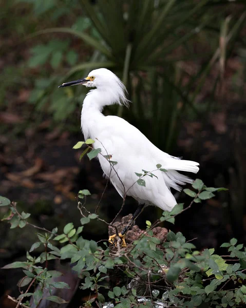 Snowy Ereiher Nahaufnahme Profil Ansicht Hockt Auf Zweig Zeigt Weiße — Stockfoto