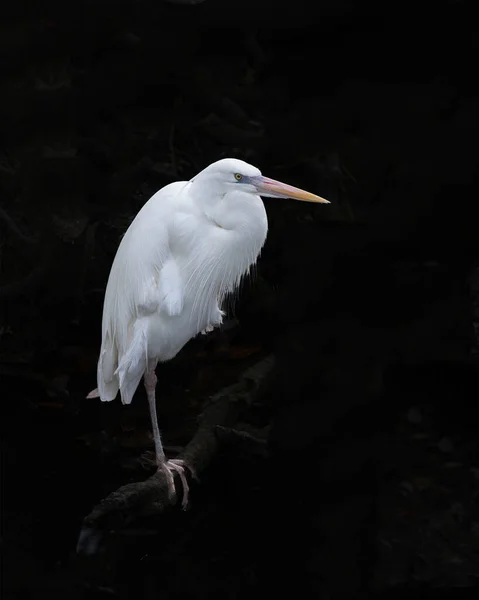 Great White Heron Zbliżenie Profil Widok Stojący Dzienniku Czarnym Tle — Zdjęcie stockowe