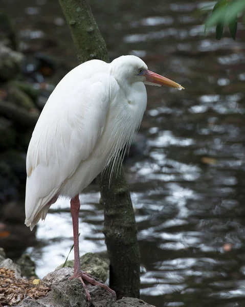 Große Weiße Reiher Nahaufnahme Profil Ansicht Vogel Steht Auf Einem — Stockfoto