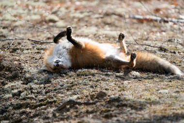 Kırmızı tilki sırtında komik bir poziyonla yuvarlanıyor tilki kuyruğu, kürkü ve güneş vücudunda bulanık bir arka plan ve yaşam ortamında görülüyor. Fox Image 'da. Görüntü. Portre. Fotoğraf..