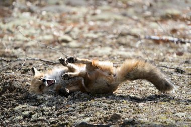Kızıl tilki komik bir pozisyonda sırtını tırmalıyor tilki kuyruğu, kürkü, ağzı açık ve güneş vücudunda bulanık bir arka plan ve doğal ortamını gösteriyor. Fox Image 'da. Görüntü. Portre. Fotoğraf..