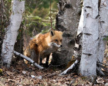 İlkbahar mevsiminde, huş ağaçları ve çevresindeki bulanık orman arkaplanı arasında kızıl tilkinin yakın plan profil görüntüsü. Fox Image 'da. Görüntü. Portre. Fotoğraf..