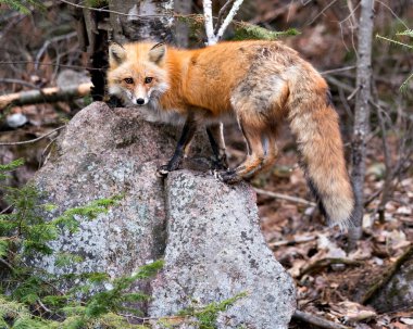 Red Fox 'un yakın plan profil görüntüsü bir kayanın üzerinde duruyor ve ilkbaharda ormanın arka planında ve doğal ortamında kameraya bakıyor. Görüntü. Portre. Fotoğraf. Tilki Resmi.