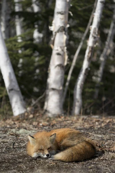 Red fox close-up profile view sleeping in the spring season displaying fox tail, fur, in its environment and habitat with a blur birch trees background. Fox Image. Picture. Portrait. Photo.