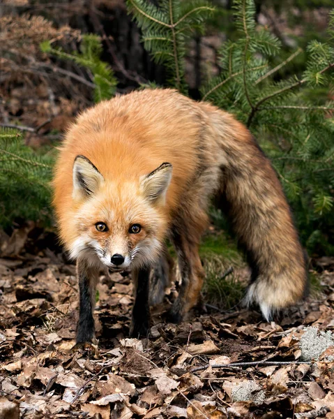 Red fox close-up profile view in the spring season displaying fox tail, fur, in its environment and habitat with a blur background. Fox Image. Picture. Portrait. Photo.