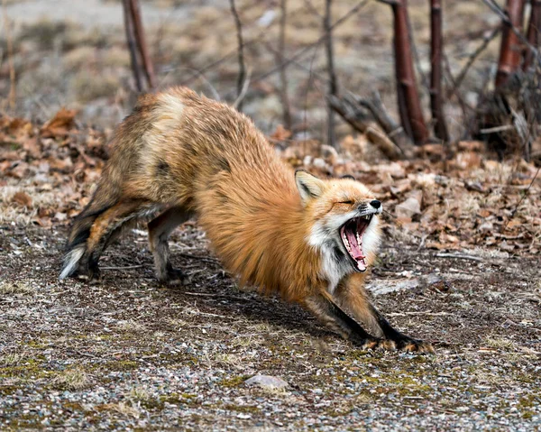 Red fox yawning and stretching its body in the spring season displaying teeth, tongue  in its environment and habitat with a blur forest background. Fox Image. Picture. Portrait. Photo.