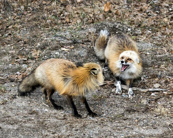 在春季 红狐夫妇与桦树背景互动 在它们的环境和栖息地展示张开的嘴 狐狸尾巴 福克斯形象 — 图库照片