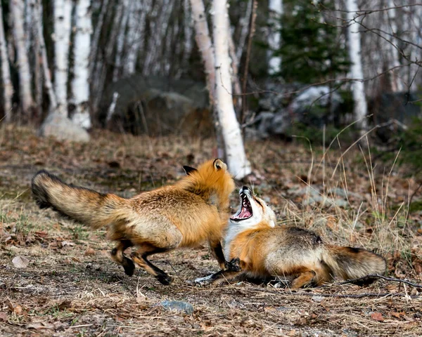 Coppia Volpi Rosse Che Giocano Con Sfondo Betulle Primavera Mostrando — Foto Stock