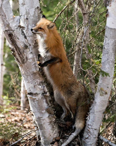 红狐的特写是爬上桦树在环境和栖息地寻找猎物 背景为针叶树 福克斯形象 — 图库照片