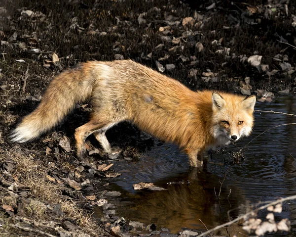 Red Fox Close Standing Water Looking Camera Spring Season Displaying — Stock Photo, Image