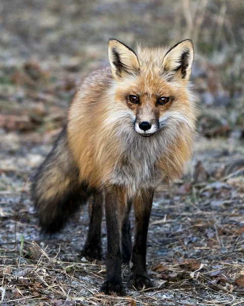 Rotfuchs Nahaufnahme Der Der Frühjahrssaison Die Kamera Schaut Und Fuchsschwanz — Stockfoto