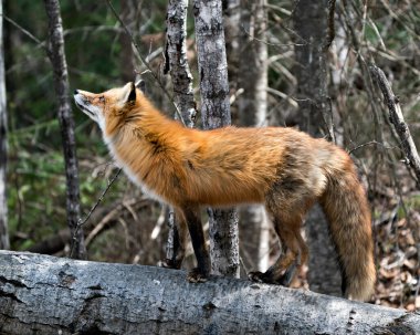 Red Fox 'un yakın plan profil görüntüsü bir kütüğün üzerinde duruyor ve bulanık orman arka planı ve doğal ortamında gökyüzüne bakıyor. Görüntü. Portre. Fotoğraf. Tilki Resmi.
