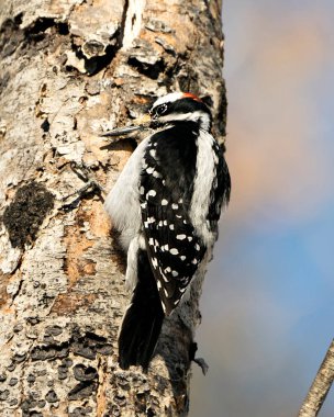 Ağaçkakan yakından profil görüntüsü ağaç gövdesine tırmanıyor ve çevresindeki tüyleri ve arka plandaki bulanık yaşam alanını gösteriyor. Görüntü. Görüntü. Portre. Fotoğraf..