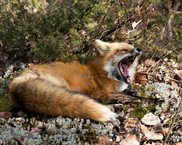 Volpe Rossa Sbadiglia Mostrando Bocca Aperta Denti Lingua Coda Volpe — Foto Stock